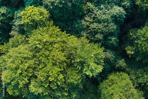 Top down flat aerial view of dark lush forest with green trees canopies in summer