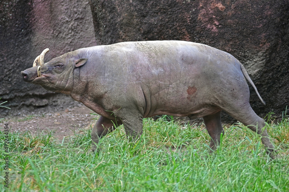 Male Babirusa, Walking, Side View Male Babirusa, Walking, Side View