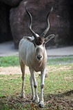 Addax Antelope Standing in the Shade
