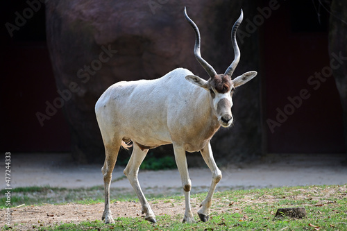 Addax Antelope Walking in the Sun
 photo