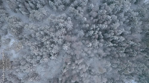 Aerial top down view of boreal forest in winter with fresh white snow on the trees.