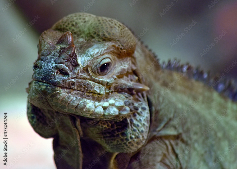 Obraz premium Iguana Face Close Up, Smiling