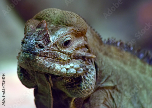 Iguana Face Close Up  Smiling