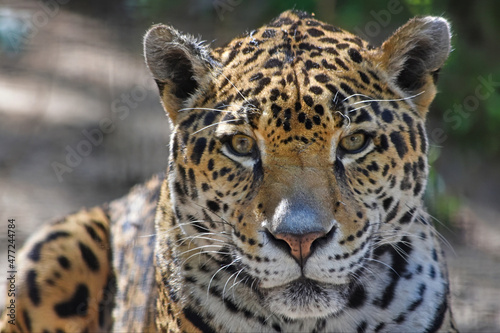 Jaguar Watching, Face Close Up