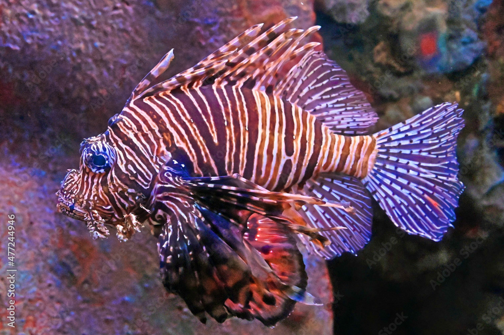 Obraz premium Red Lionfish Swimming, Close Up