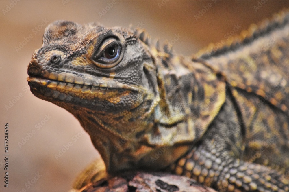 Philippine Sail-Finned Lizard Close Up
Philippine Sail-Finned Lizard Close Up