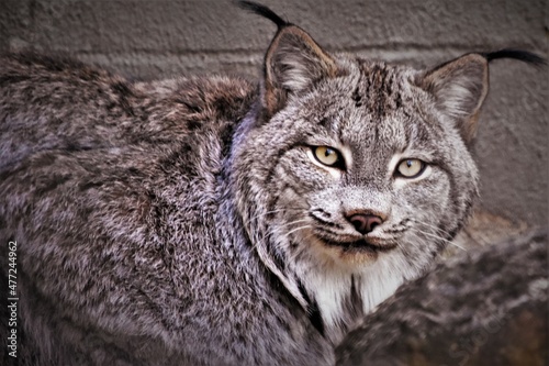 Canadian Lynx Face Close Up 