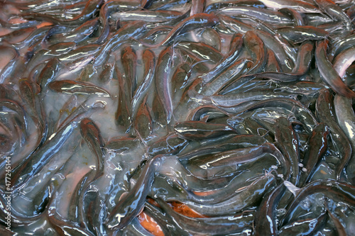 A group of catfish in the pond