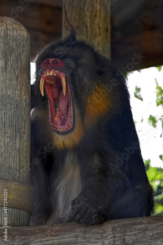 Mandrill Sitting and Yawning on a Perch
 photo