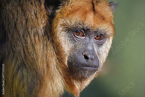 Brown Howler Monkey Face Close Up © Andrew