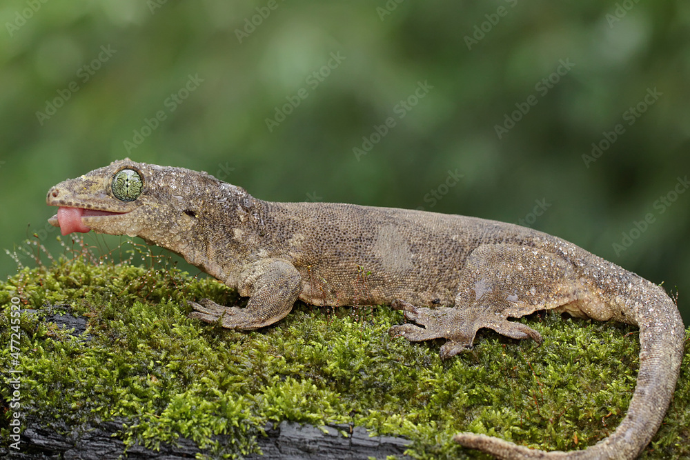 A Halmahera giant gecko is sunbathing. This endemic reptile from Halmahera Island, Indonesia has the scientific name Gehyra marginata. 