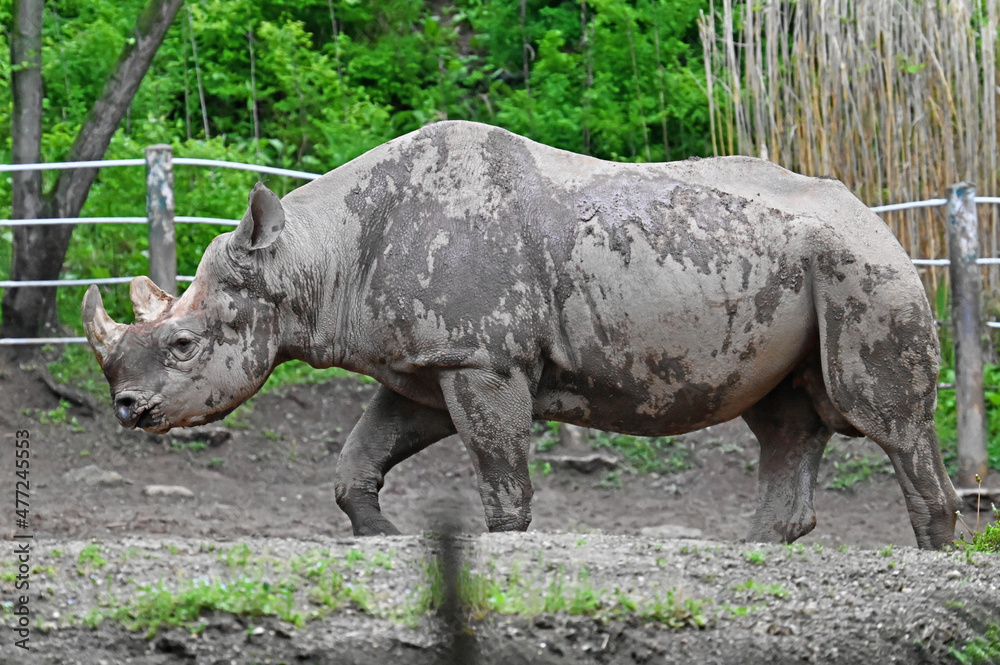 Fototapeta premium Black Rhinoceros Walking, Muddy and Wet