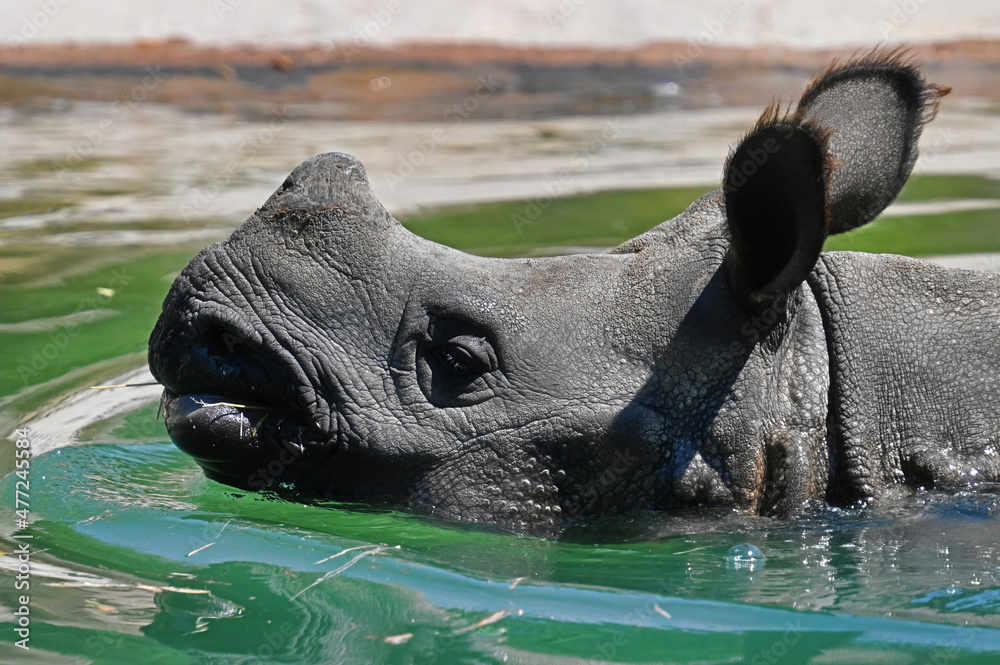 Indian Rhinoceros Submerged And Swimming Stock Photo Adobe Stock