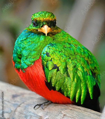 Golden-headed Quetzal Perched on a Log photo