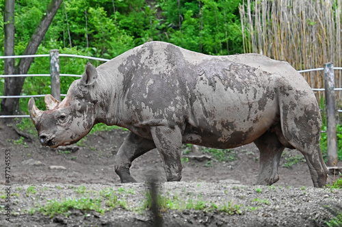 Black Rhinoceros Walking, Muddy and Wet