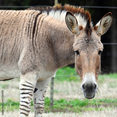 Zonkey Eating Grass, Face Close Up
