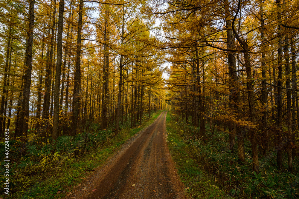 【北海道　美瑛町】紅葉した唐松並木