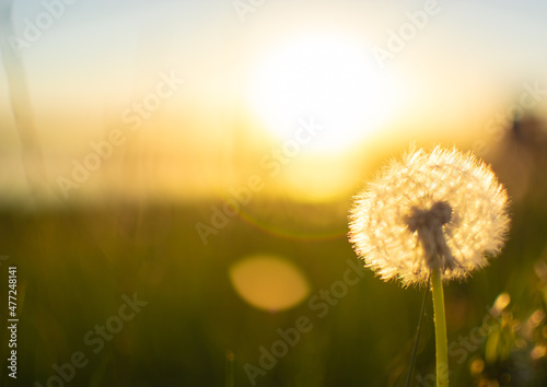 White dandelion on the background of nature in yellow green orange tones