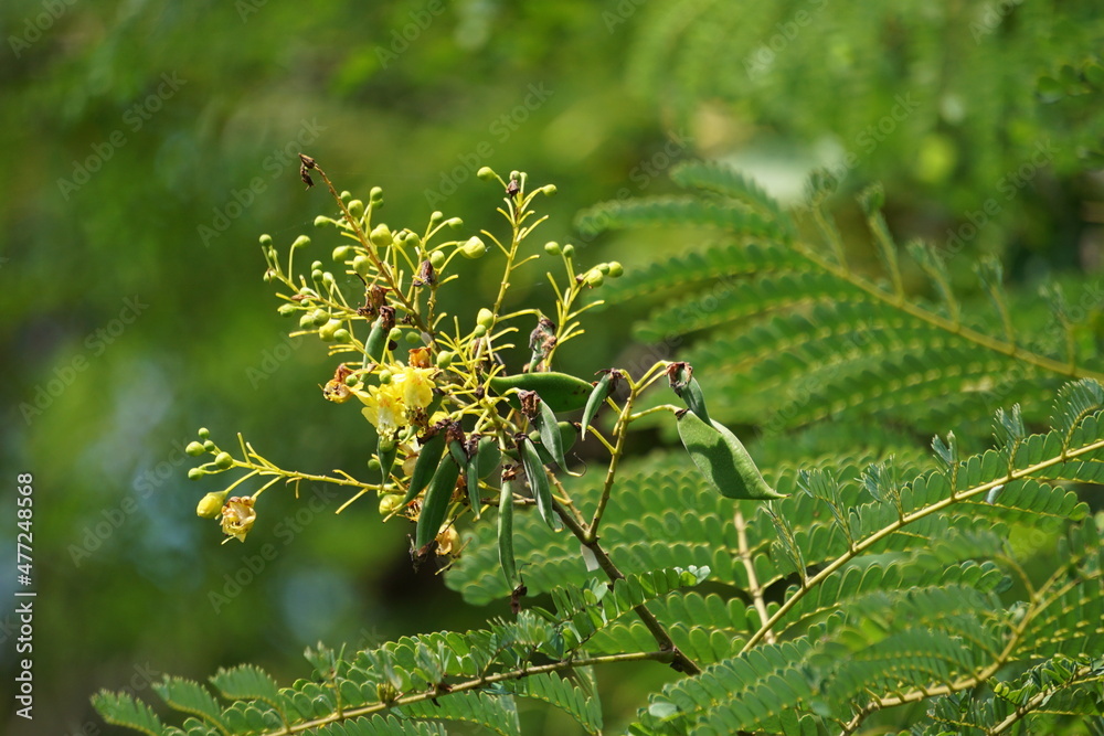 Biancaea sappan (Caesalpinia sappan L., sappanwood, secang, sepang, Indian redwood) with natural background. This plant in Indonesia is used as drink and herbal medicine. Biancaea sappan (Caesalpinia sappan L., sappanwood, secang, sepang, Indian redwood) with natural background. This plant in Indonesia is used as drink and herbal medicine.