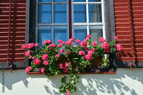 Pink flowers in the window of a house © majorosl66