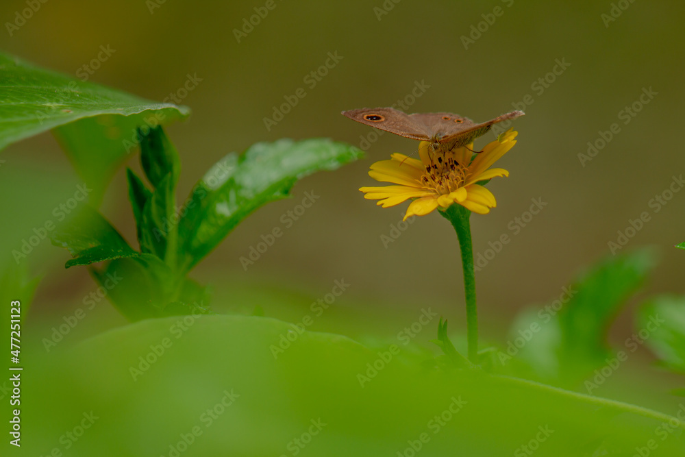 A brown butterfly looking for honey and perched on a yellow creeping buttercup flower blurred green foliage background, nature concept A brown butterfly looking for honey and perched on a yellow creeping buttercup flower blurred green foliage background, nature concept