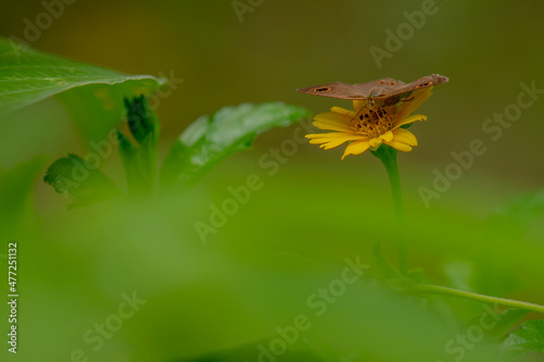 A brown butterfly looking for honey and perched on a yellow creeping buttercup flower blurred green foliage background, nature concept