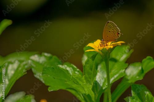 A brown butterfly looking for honey and perched on a yellow creeping buttercup flower blurred green foliage background, nature concept © pariketan