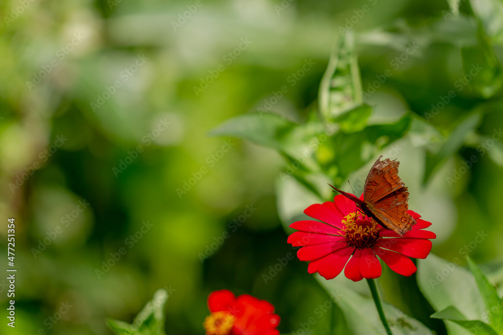 A brown butterfly looking for honey and perched on a red zinnia flower on a blurred green foliage background, nature concept A brown butterfly looking for honey and perched on a red zinnia flower on a blurred green foliage background, nature concept