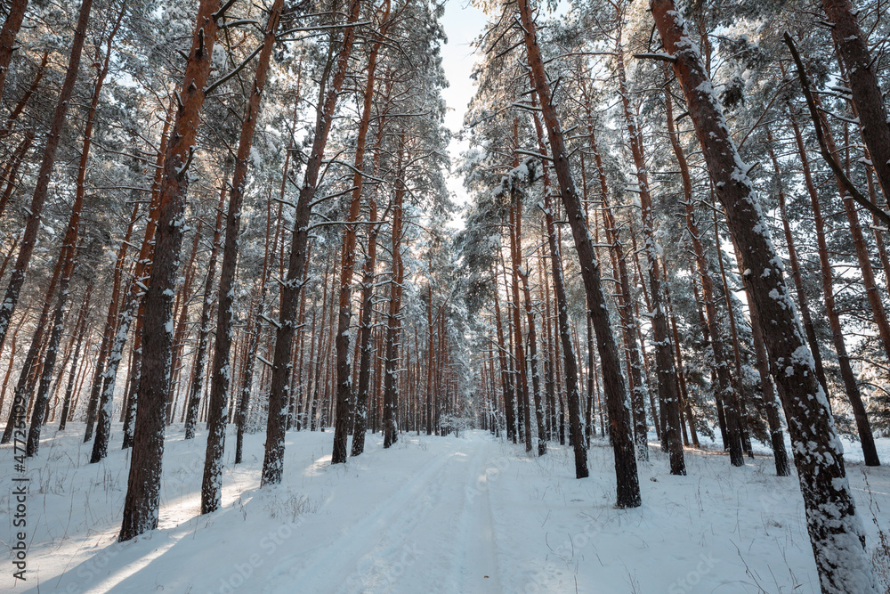 Winter forest