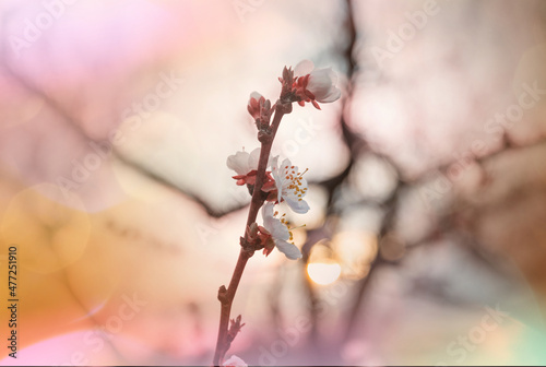 Blossom tree Fototapet