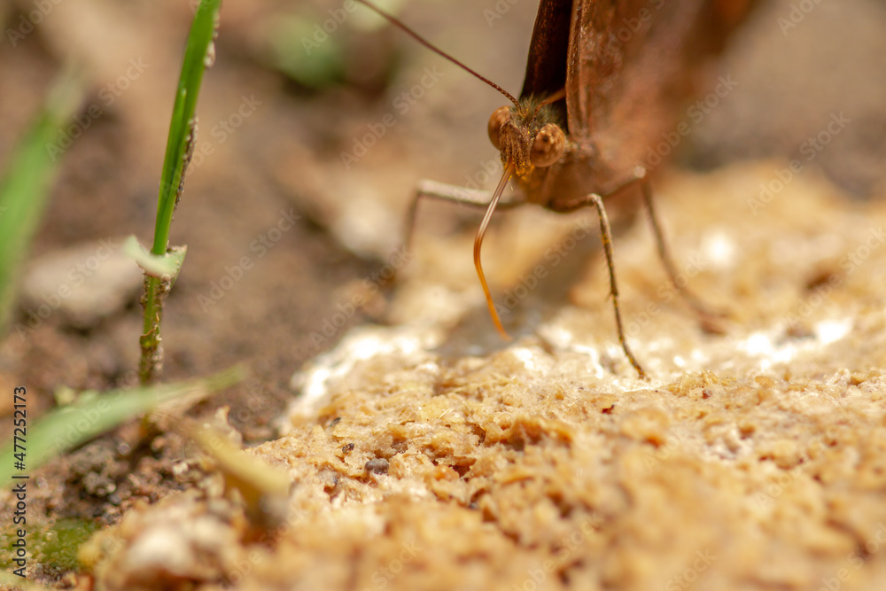 A brown butterfly sucking liquid from chicken droppings which is full of organic fiber, survival concept A brown butterfly sucking liquid from chicken droppings which is full of organic fiber, survival concept