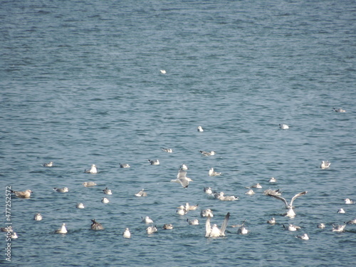 bath seagulls on the beach