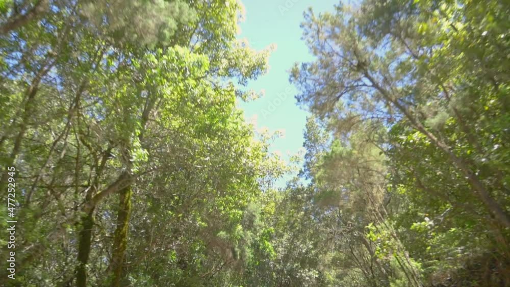 Forest from the car window in slow motion 180fps