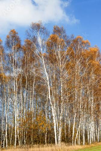 Birch forest on a sunny day, Poleski National Park, Poland