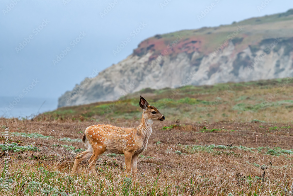 Mule Deer (Odocoileus hemionus) in Bodega Bay area, California, USA Mule Deer (Odocoileus hemionus) in Bodega Bay area, California, USA