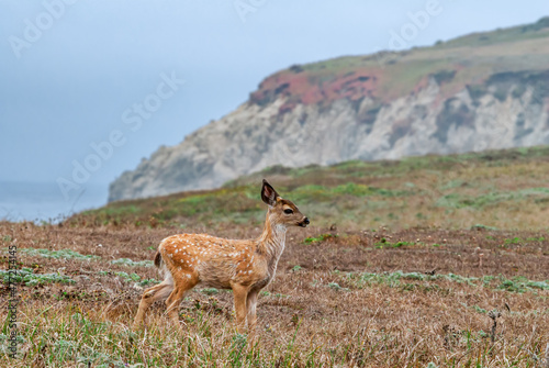 Mule Deer (Odocoileus hemionus) in Bodega Bay area, California, USA