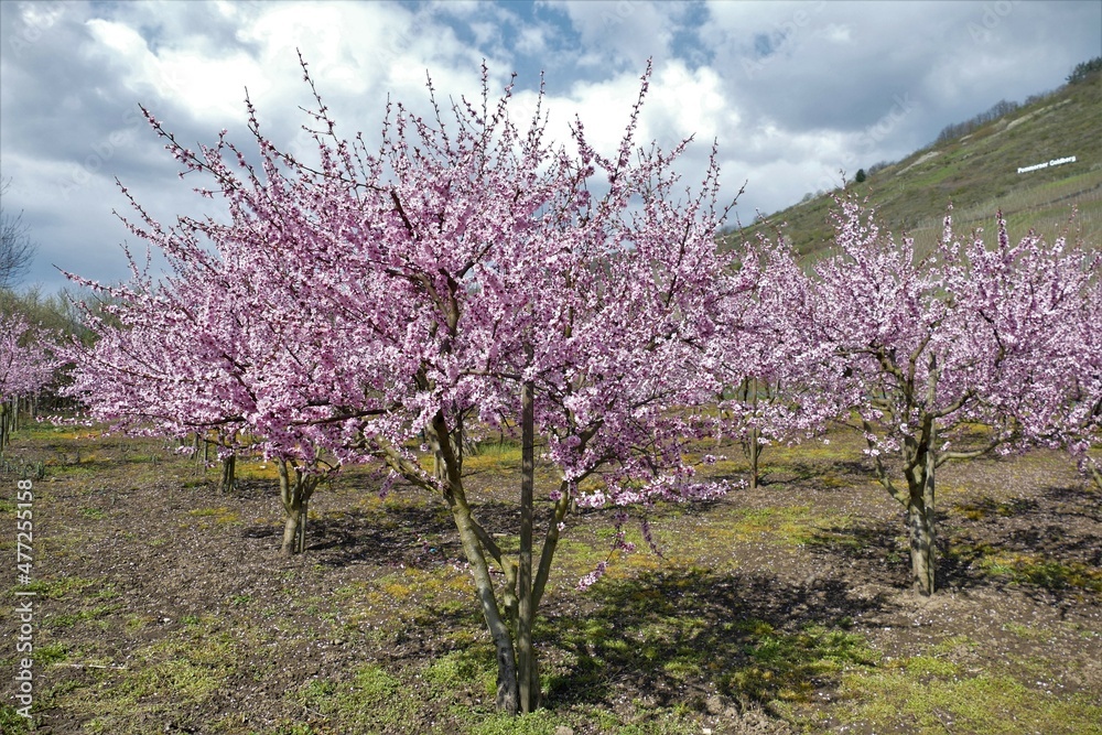 Blühende Moselweinbergpfirsichbäume in Rosa Blühende Moselweinbergpfirsichbäume in Rosa