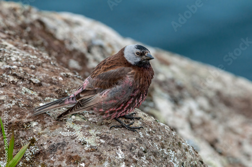 Grey-crowned Rosy-Finch (Leucosticte tephrocotis maxima) St. George Island, Pribilof Islands, Alaska, USA photo