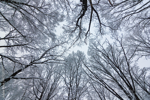 Принти на полотні The tops of trees in the snow look at the snow-white sky