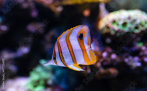 Copperband butterfly salmon fish is popular to used as a pet in an aquarium. selective focus and selective white balance photo