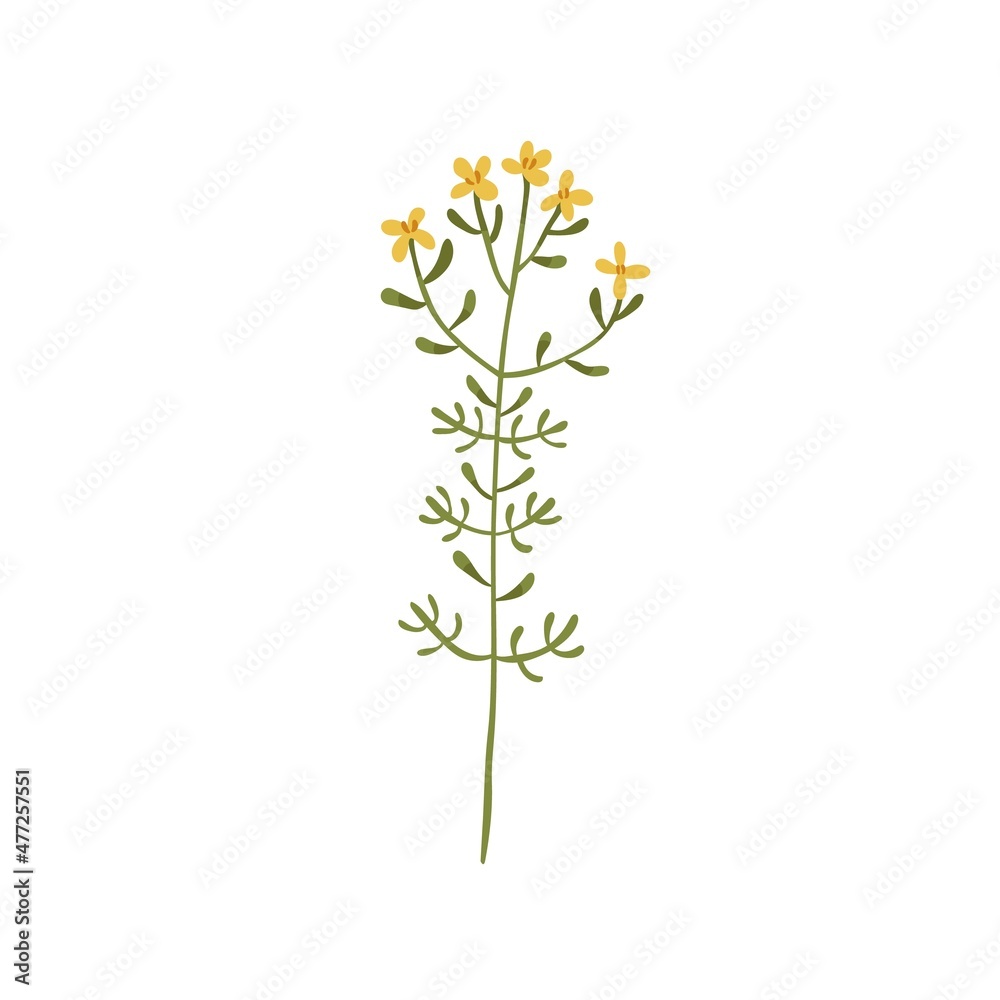 St johns wort flower. Botanical drawing of goatweed. Floral meadow plant. Hypericum, vulnerary herb on stem with leaves. Flat vector illustration of tutsan inflorescence isolated on white background