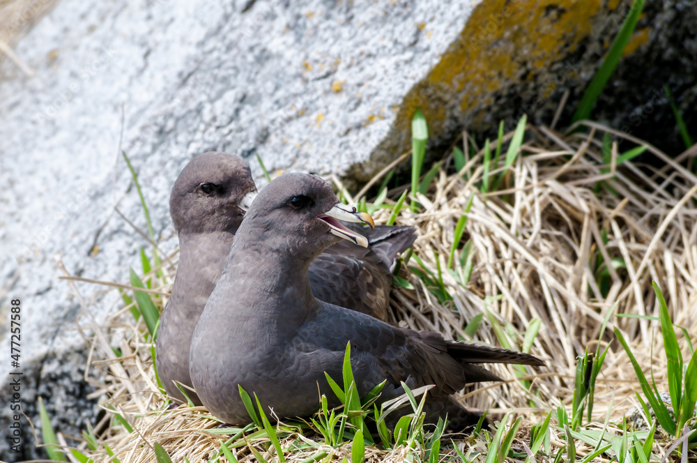 Obraz premium Dark-morphed Northern Fulmars (Fulmarus glacialis) at Chowiet Island, Semidi Islands, Alaska, USA