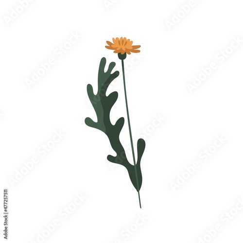 Yellow dandelion on stem. Blooming Taraxacum with leaf. Modern botanical drawing of blossomed wild floral plant. Spring wildflower. Botany flat vector illustration isolated on white background