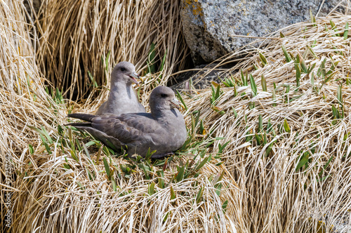 Dark-morphed Northern Fulmars (Fulmarus glacialis) at Chowiet Island, Semidi Islands, Alaska, USA