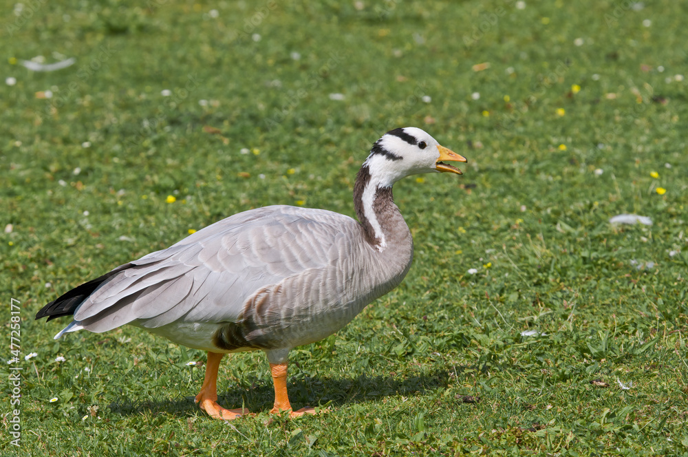 Feral Bar-headed Goose (Anser indicus) in park, Keil, Schleswig-Holstein, Germany Feral Bar-headed Goose (Anser indicus) in park, Keil, Schleswig-Holstein, Germany