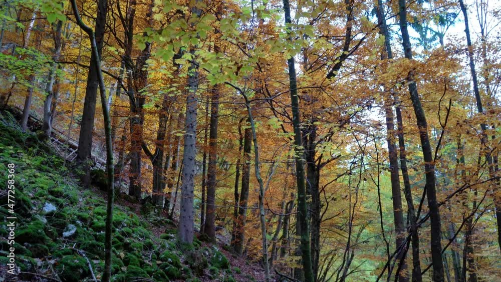 Pokljuka Gorge located in the Triglav National Park, near Bled, Slovenia. Amazing and pristine nature. Autumn or fall season. Colorful tranquil forest on steep slope. Alpine glacial gorge. Tilt up Pokljuka Gorge located in the Triglav National Park, near Bled, Slovenia. Amazing and pristine nature. Autumn or fall season. Colorful tranquil forest on steep slope. Alpine glacial gorge. Tilt up