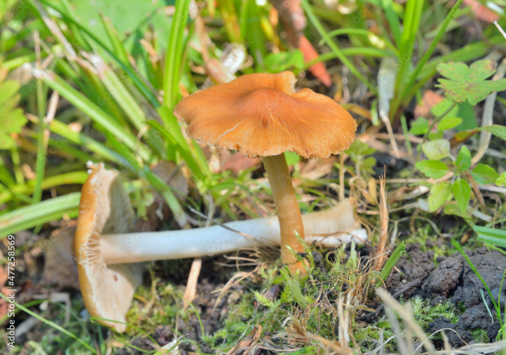 Inedible mushroom (Hygrocybe conica) Inedible mushroom (Hygrocybe conica)