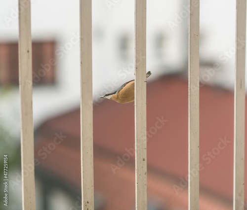 Fotografie, Obraz Hawkfinch songbird - winter bird feeding