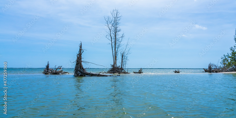 Dead and fallen trees on a shallow, uninhabited island in the Indiana River, Vero Beach, Florida
