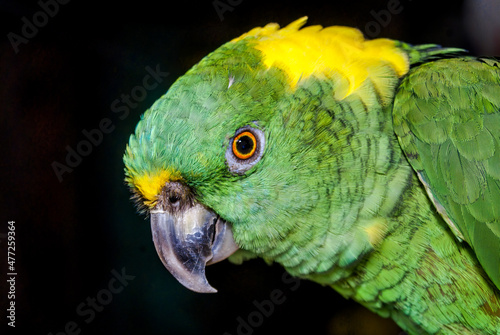 Yellow-naped Parrot (Amazona auropalliata) in aviary, Nicaragua